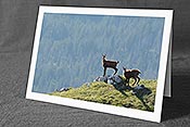 Fotokarte C134980: Zwei junge Gämsen