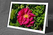 Fotokarte: Rose