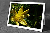 Fotokarte C135315: Blumenkarte gelbe Lilie