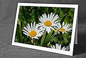 Fotokarte C135748: Margeriten