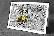 Fotokarte C138165: Farbtupfer im Fels
