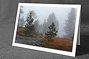 Fotokarte C142554: Mystischer Wald