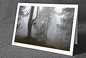 Fotokarte C142587: Mystische Stimmung im Wald