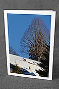 Fotokarte C143747: Rehe im Winter