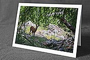 Fotokarte C149252: Rehkitz in idyllischer Umgebung