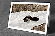 Fotokarte: Herz in der Natur