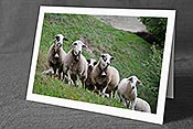 Fotokarte C152627: Schafe