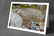 Fotokarte C153077: Vogel auf Felsblock