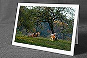 Fotokarte C155725: Idyllische Weide mit Schafen