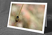 Fotokarte C169599: Käfer an Grashalm