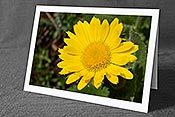 Fotokarte C172219: Gelbe Blüte