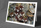 Fotokarte C172957: Augentrost