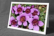 Fotokarte C205293: Blühende Blumen
