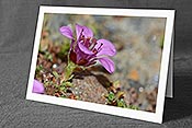 Fotokarte C205295: Violette Blüte
