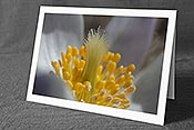 Fotokarte DSCN9356: Blüte der Frühlingsanemone