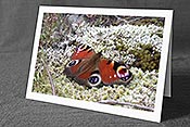 Fotokarte ESCN4222: Glückwunschkarte Schmetterling