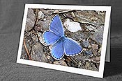 Fotokarte: Schmetterling