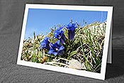 Fotokarte F023098: Alpenblumen