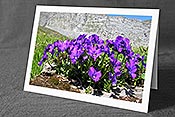 Fotokarte F023395: Blumenkarte Stiefmütterchen