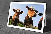 Fotokarte F035231: Kälber auf auf der Weide
