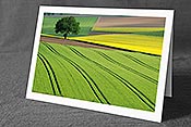 Fotokarte F057818: Frühlingsbild Baum am Feldrand