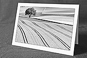 Fotokarte F057818_SW: Kulturland mit Baum am Feldrand (Schwarz/Weiss)