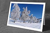 Fotokarte: Baumreihe mit Birken voller Raureif