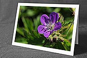 Fotokarte F076096: Blumenkarte