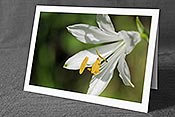 Fotokarte F076125: Glückwunschkarte mit Blumenmotiv