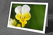 Fotokarte F076175: Veilchen