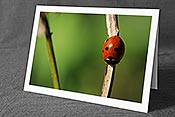 Fotokarte F081654: Marienkäfer an Halm