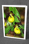 Fotokarte F085150: Orchideen