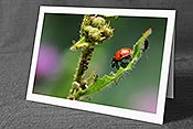 Fotokarte: Glückskäfer