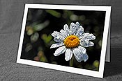 Fotokarte: Wassertropfen auf der Blüte einer Margerite