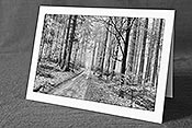 Fotokarte F105811_SW: Waldweg (Schwarz/Weiss)