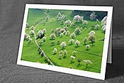 Fotokarte F105969: Dankeskarte blühende Bäume
