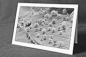 Fotokarte F105969_SW: Dankeskarte blühende Bäume (Schwarz/Weiss)