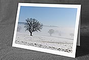 Fotokarte F115578: Baum
