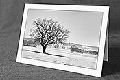 Fotokarte F115596_SW: Baum in Winterlandschaft (Schwarz/Weiss)