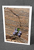 Fotokarte F140864: Glockenblume in Felsritze