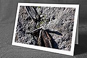 Fotokarte: Holzstücke auf Felsplatte