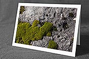 Fotokarte F143018: Moos auf Kalkplatte