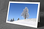 Fotokarte: Linde im Winter