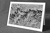 Fotokarte F149603_SW: Weihnachtskarte Eiskristalle (schwarzweiss)