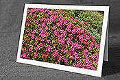 Fotokarte F158943: Alpenrosen