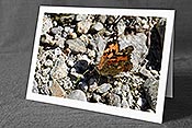 Fotokarte F162164: Distelfalter