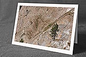 Fotokarte F162300: Felswand mit Arve