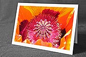 Fotokarte G011019: Mohnblume