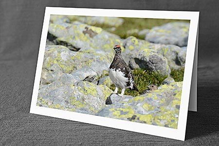 Foto aus der Natur.