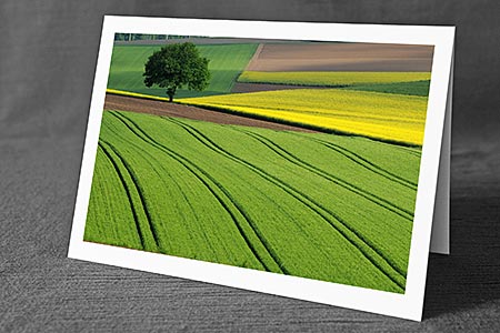 Foto aus der Natur.